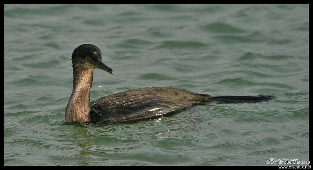 Cormoran huppéjuvénile, identification, nage