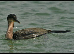 European Shag