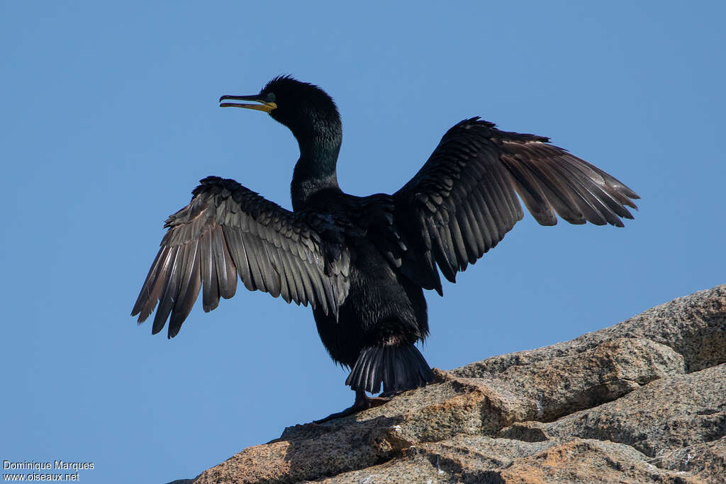 Cormoran huppéadulte, identification, Comportement