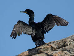 European Shag