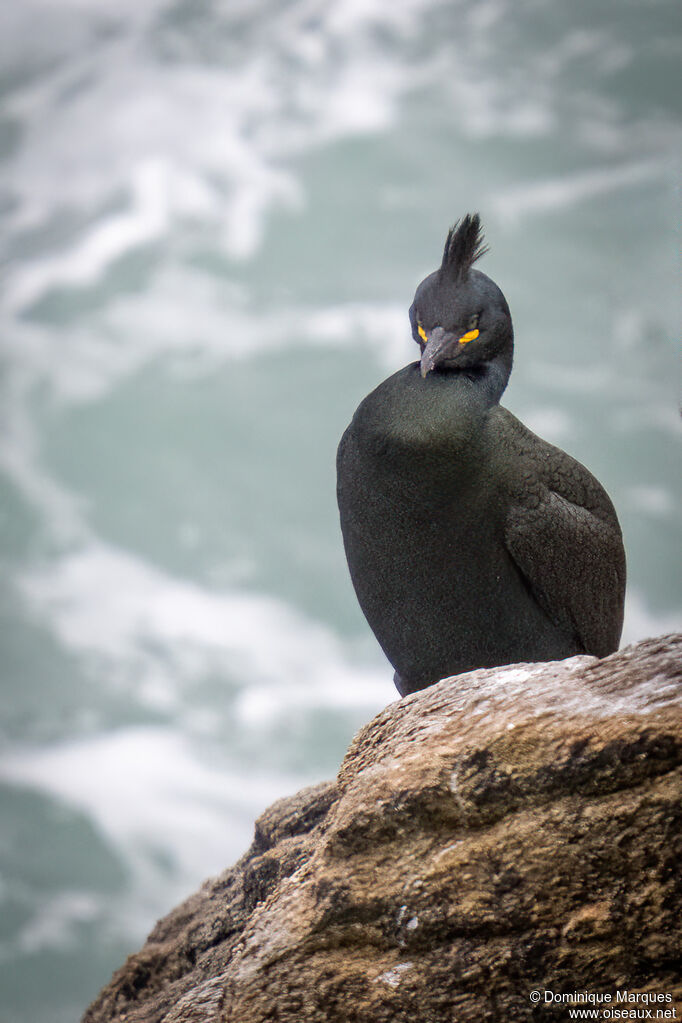 Cormoran huppéadulte nuptial, identification