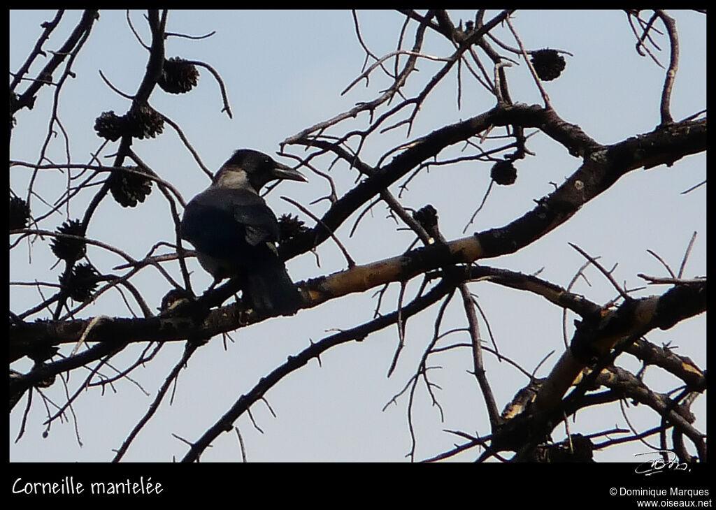 Hooded Crowadult, identification