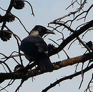 Hooded Crow