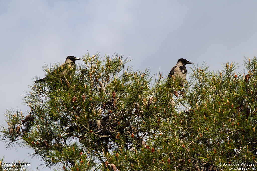 Hooded Crowadult, identification