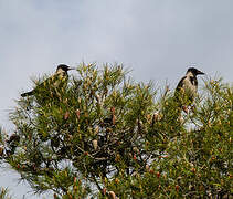 Hooded Crow