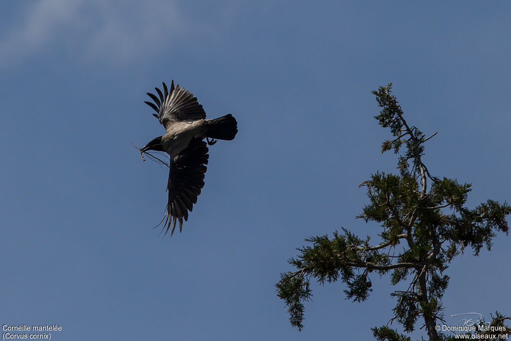 Hooded Crowadult, identification, Behaviour