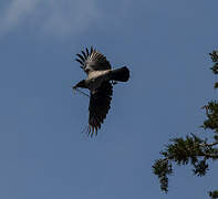 Hooded Crow