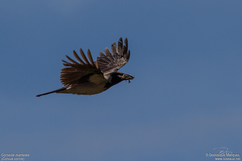 Hooded Crowadult, identification, Behaviour