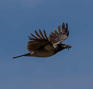 Hooded Crow