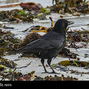 Carrion Crow