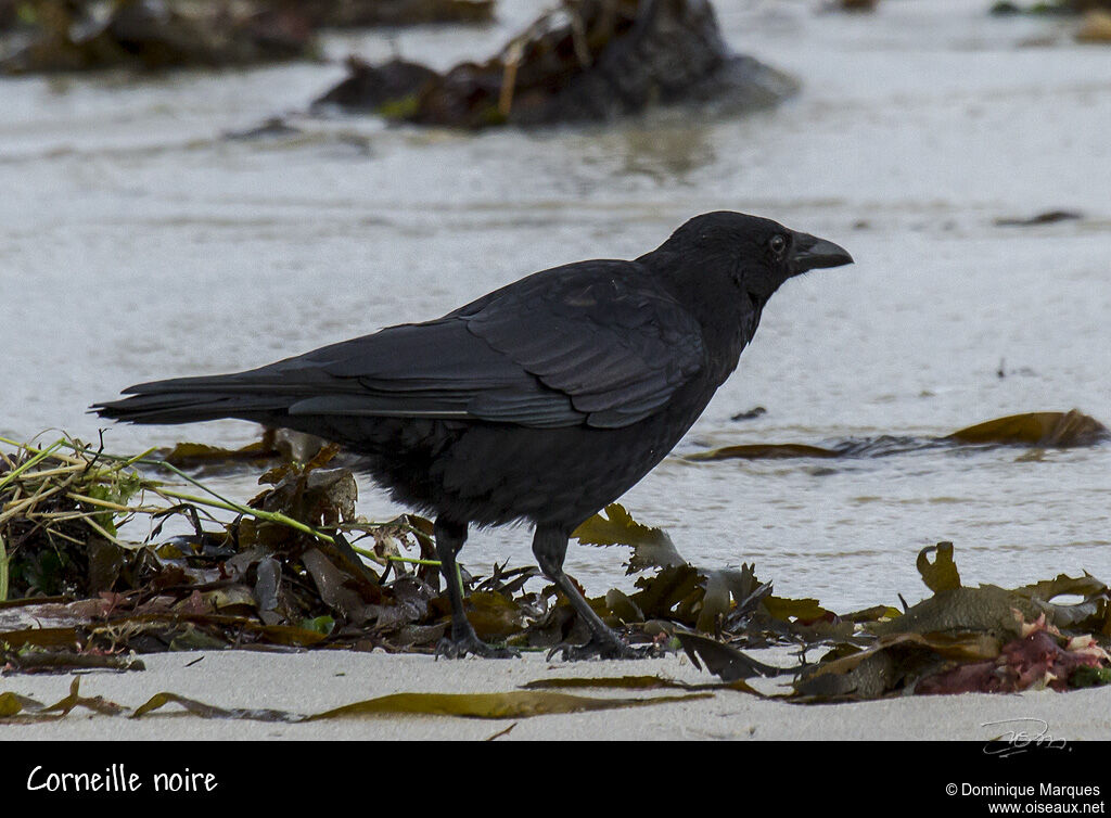 Carrion Crowadult, identification, Behaviour