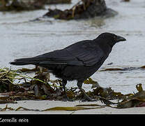 Carrion Crow