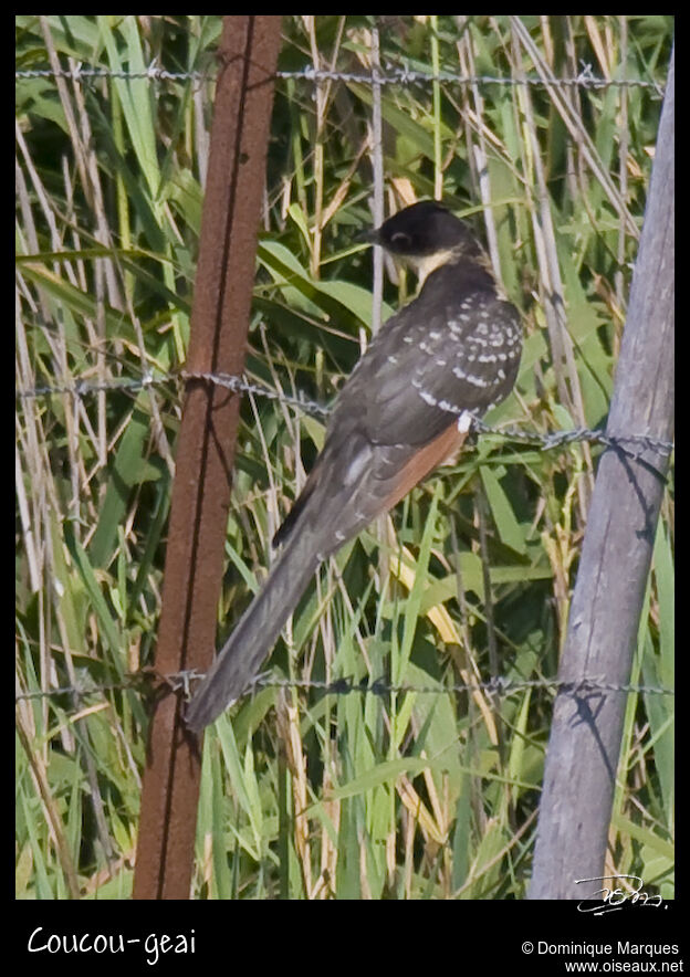 Great Spotted Cuckoojuvenile, Reproduction-nesting