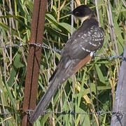 Great Spotted Cuckoo