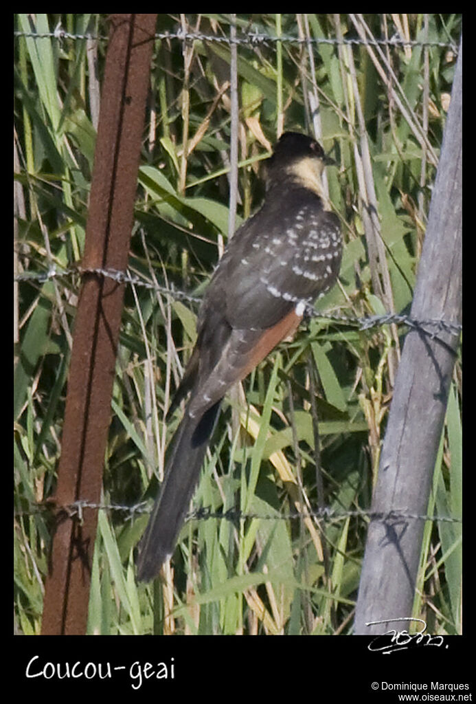 Great Spotted Cuckoojuvenile, identification