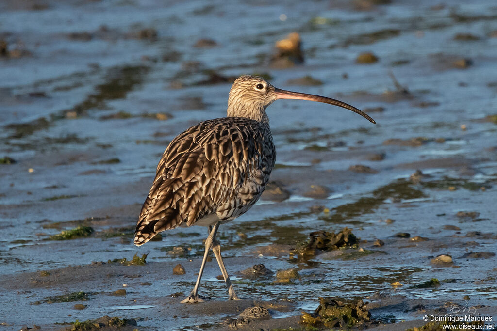 Eurasian Curlewadult, identification