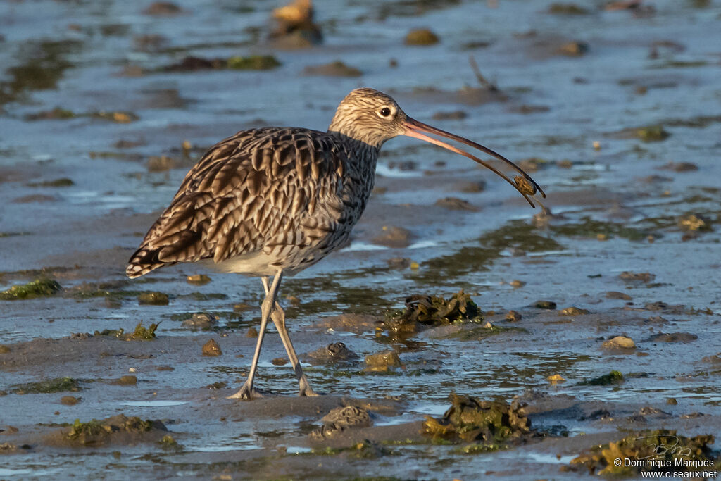 Eurasian Curlewadult, fishing/hunting, eats