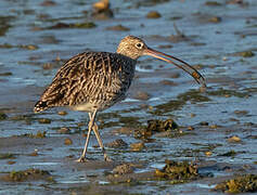 Eurasian Curlew