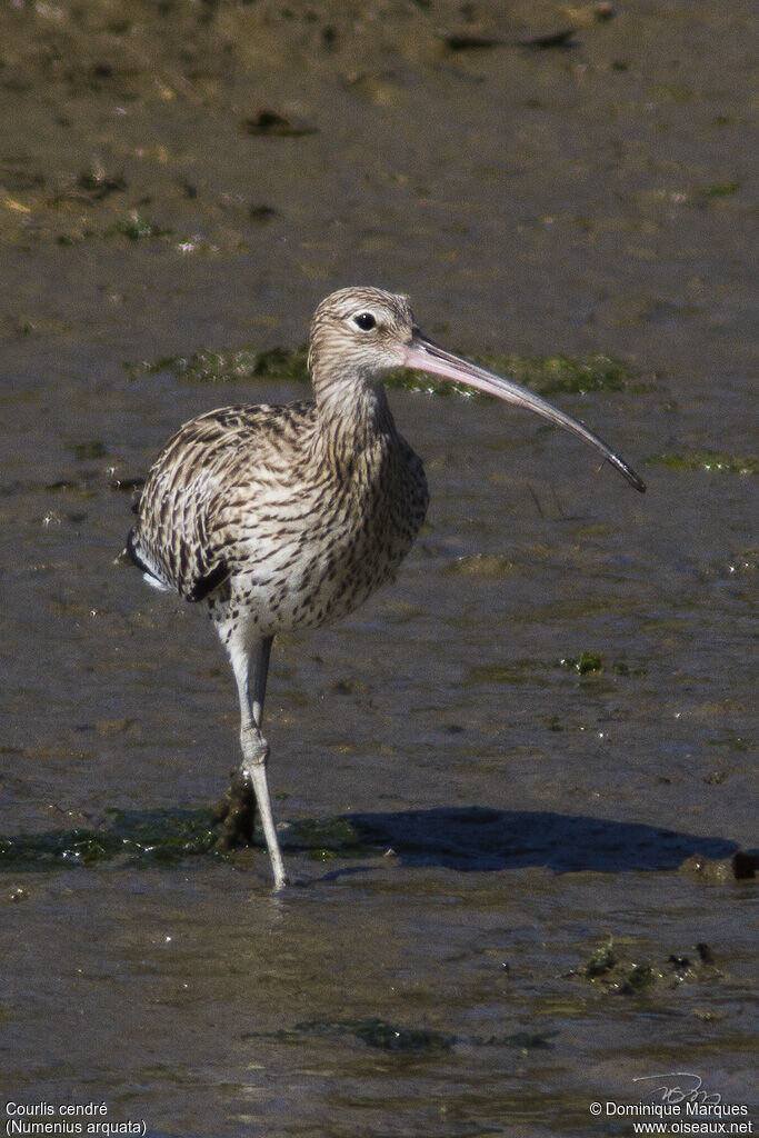 Eurasian Curlewadult, identification