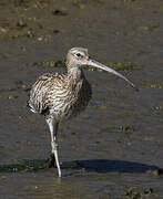 Eurasian Curlew