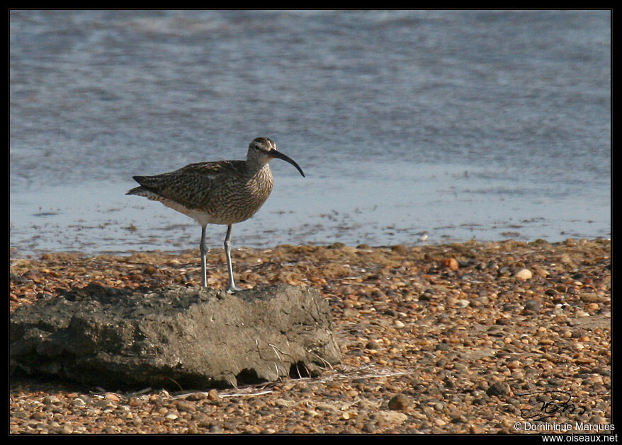 Eurasian Whimbreladult