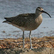 Eurasian Whimbrel