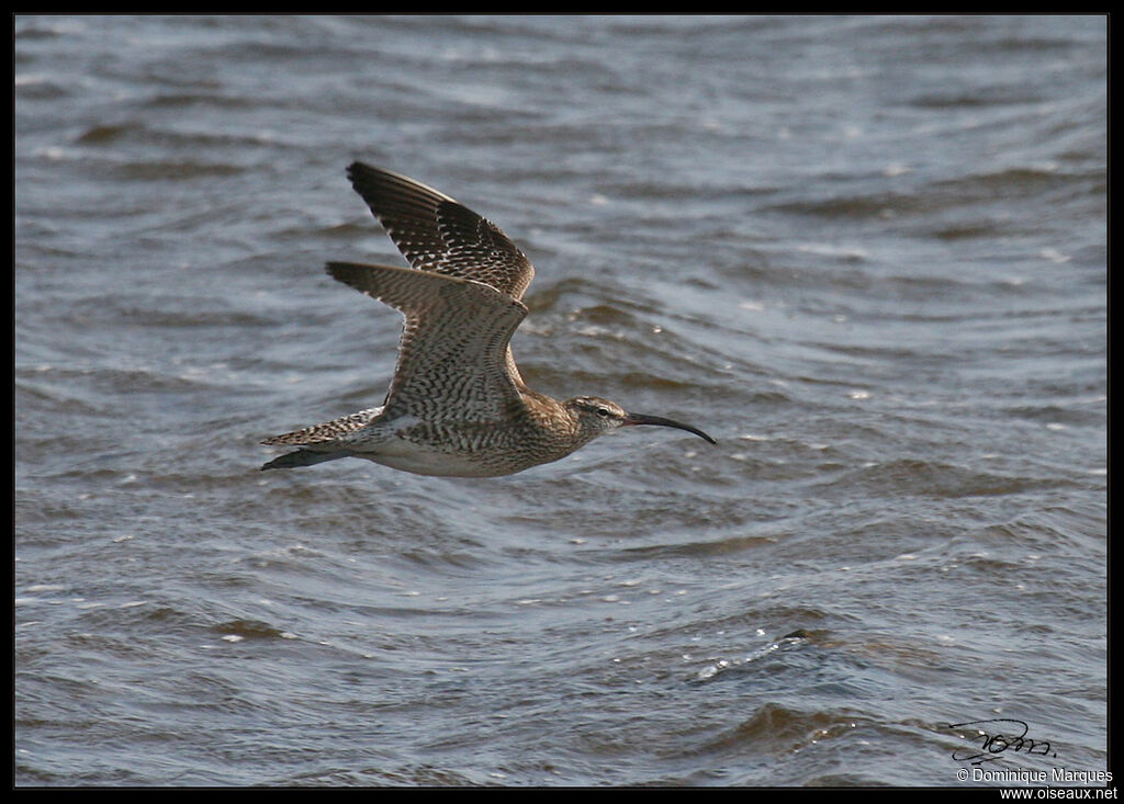 Eurasian Whimbrel