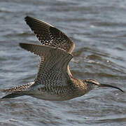 Whimbrel