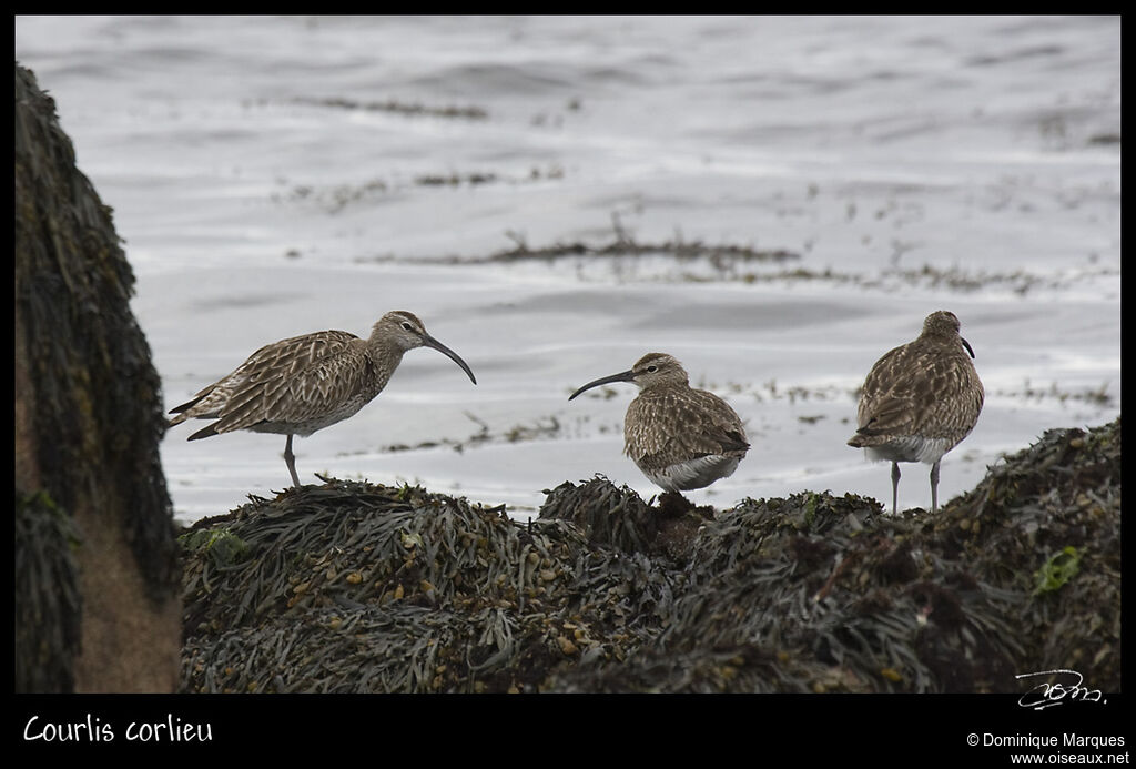 Whimbreladult, identification