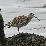 Eurasian Whimbrel