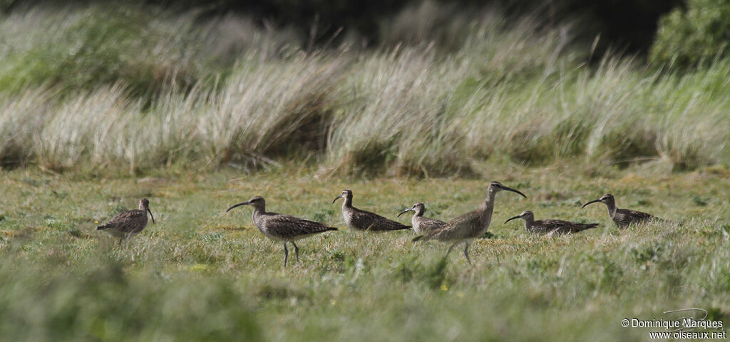 Eurasian Whimbrel