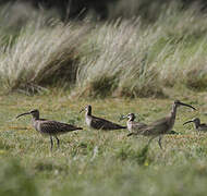 Whimbrel