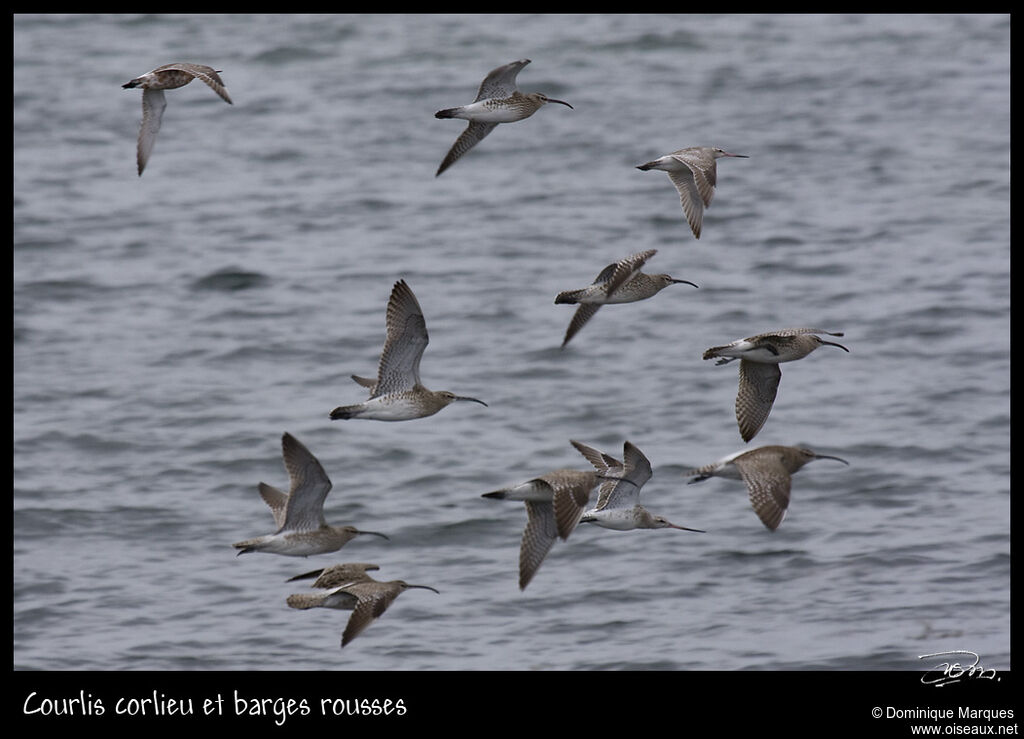 Eurasian Whimbreladult, Flight