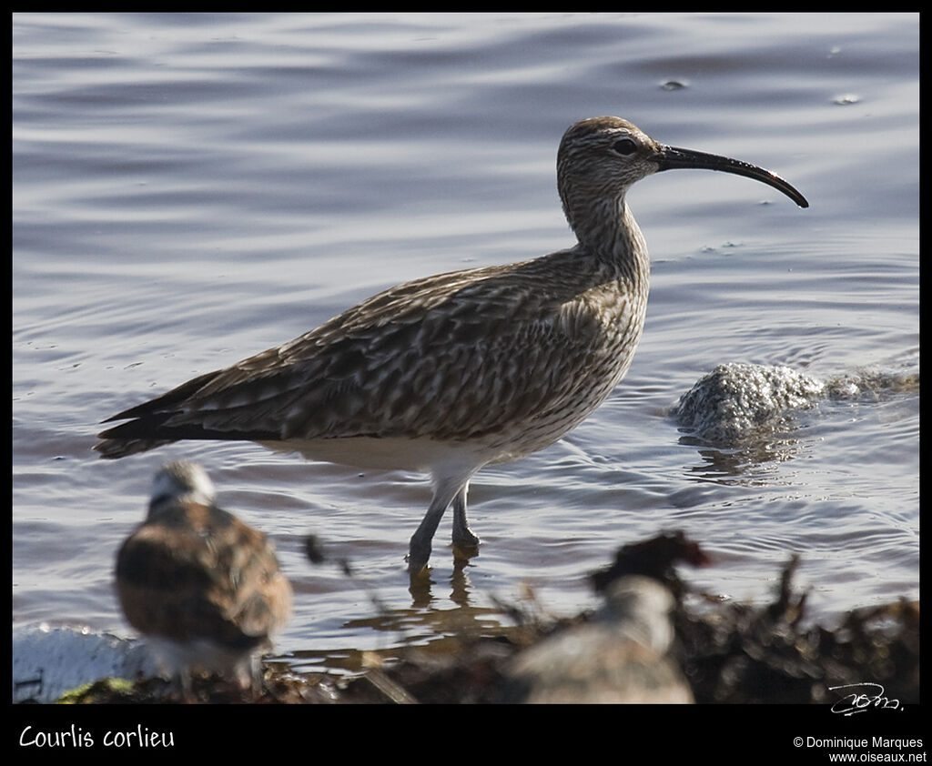 Eurasian Whimbreladult, identification