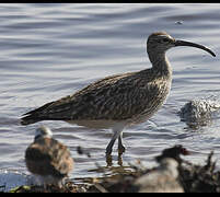 Whimbrel