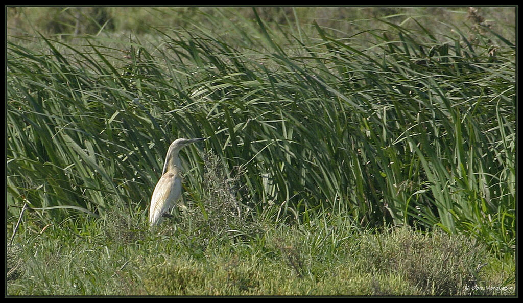 Squacco Heronadult