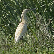 Squacco Heron