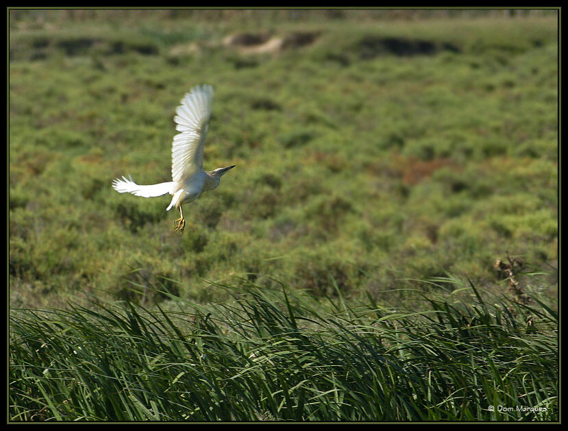 Squacco Heron