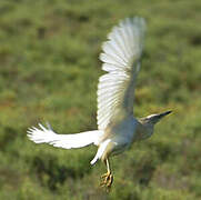 Squacco Heron