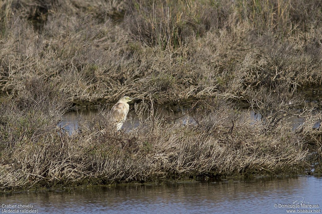 Squacco Heronadult transition, identification