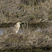 Squacco Heron