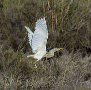 Squacco Heron