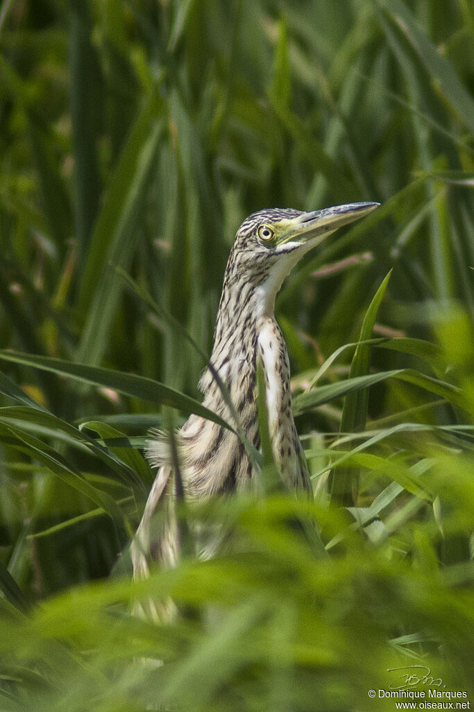 Squacco HeronFirst year, close-up portrait