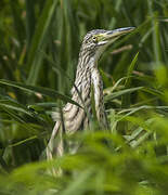 Squacco Heron