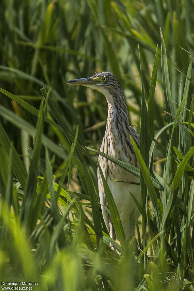 Crabier chevelu1ère année, identification