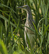 Squacco Heron