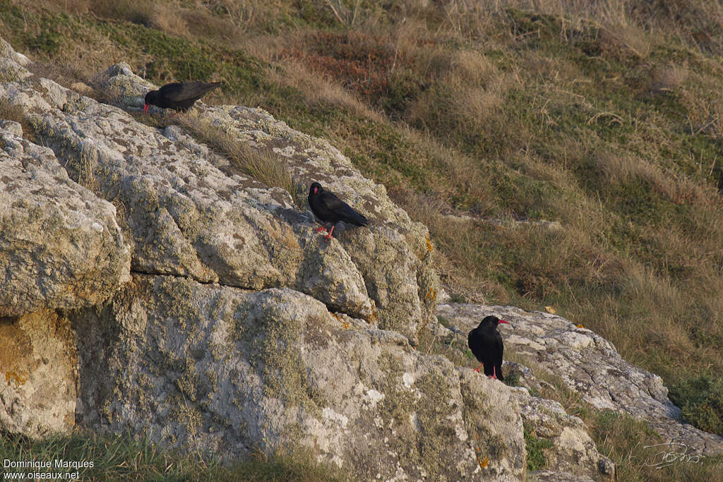 Red-billed Choughadult, habitat