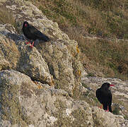 Red-billed Chough