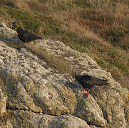 Red-billed Chough