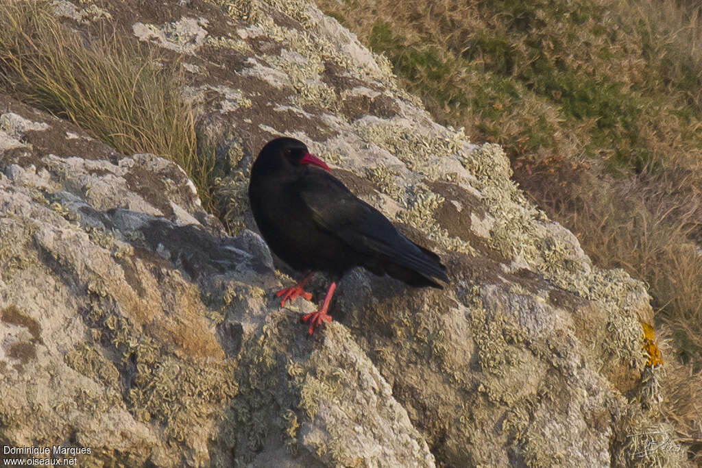 Red-billed Choughadult, habitat